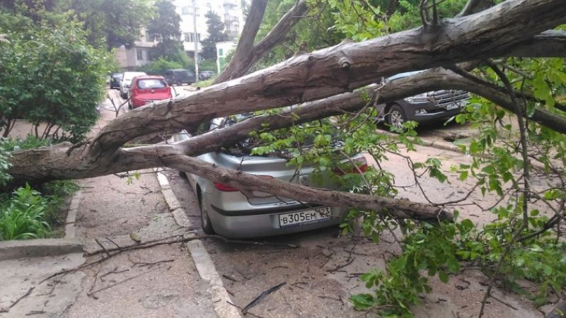 дерево в Севастополе упало на машины