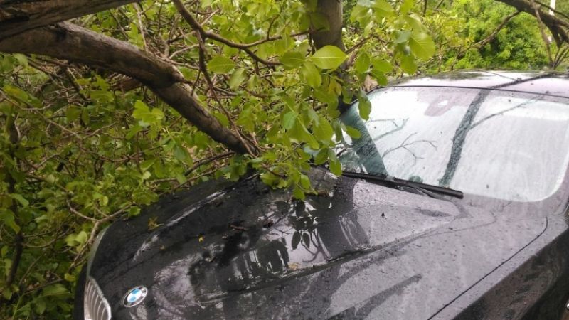 дерево в Севастополе упало на машины
