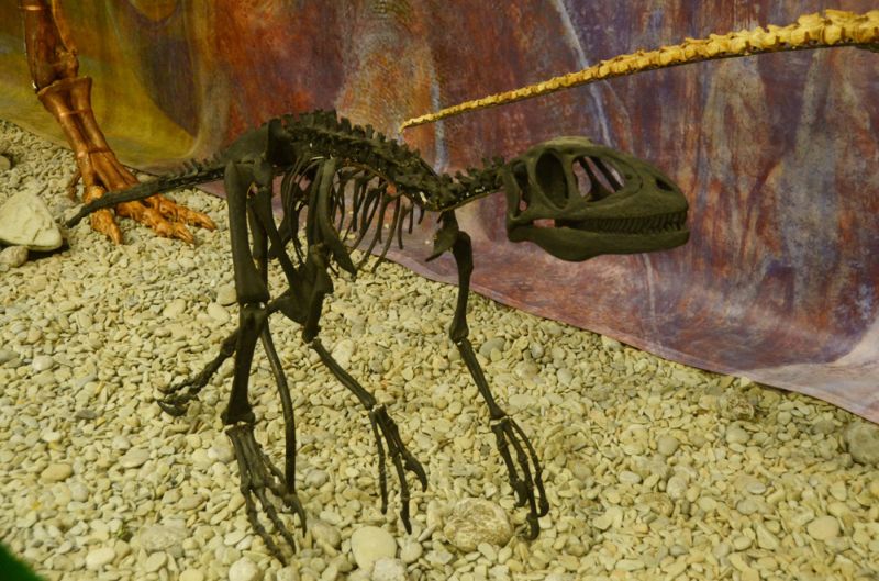 dinozavridinozavr5