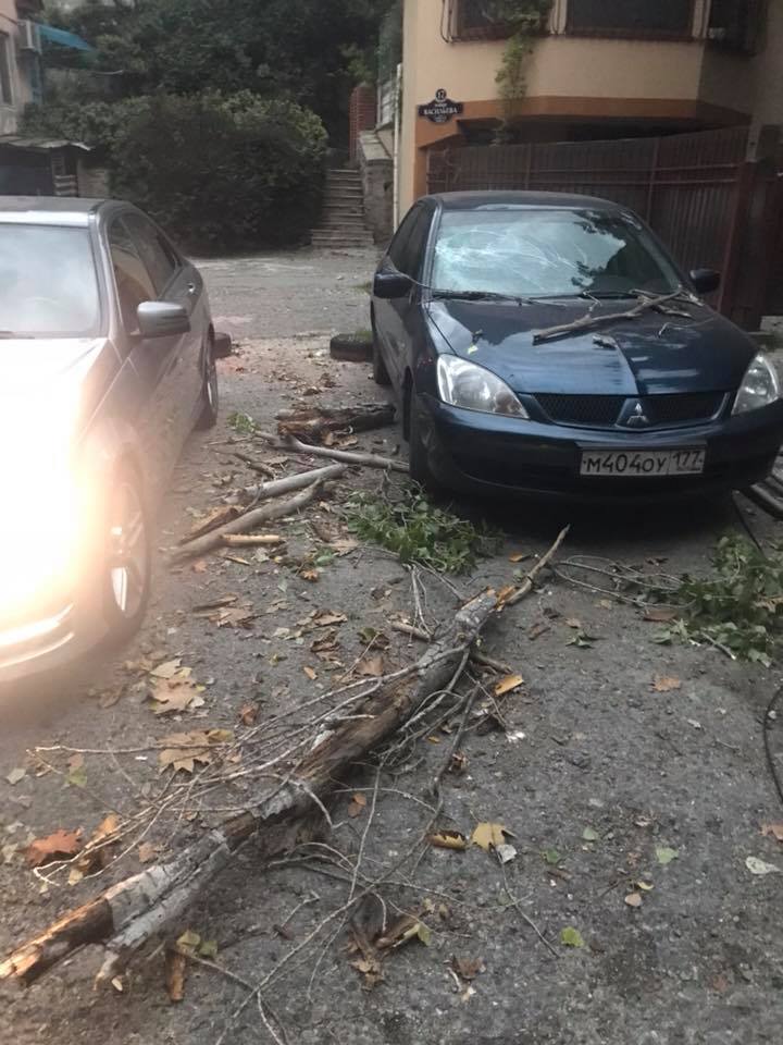 avto derevo