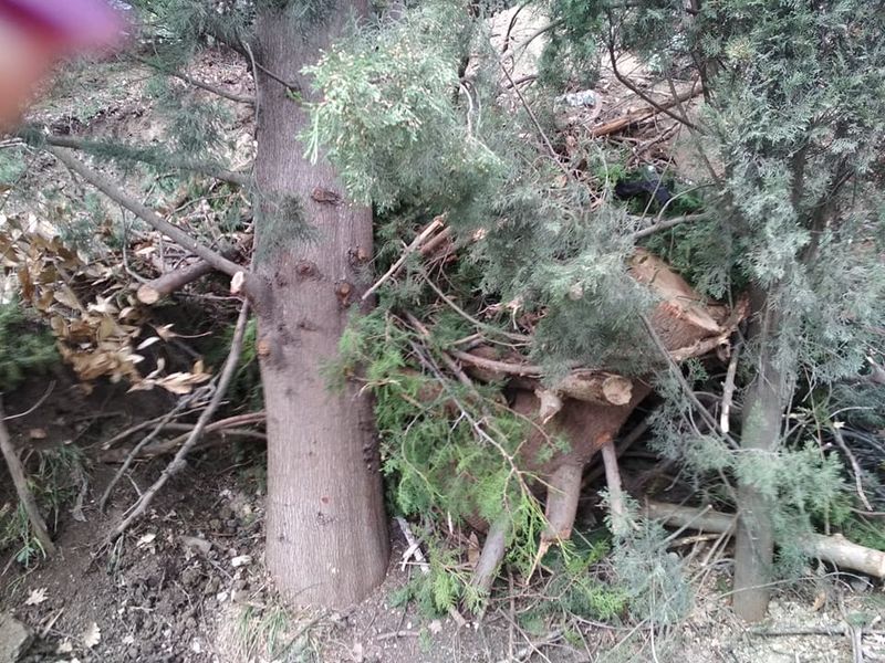 вырубка деревьев в Алупке