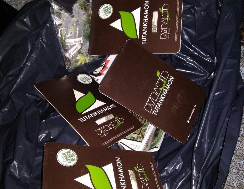 narkotiki marihuana1