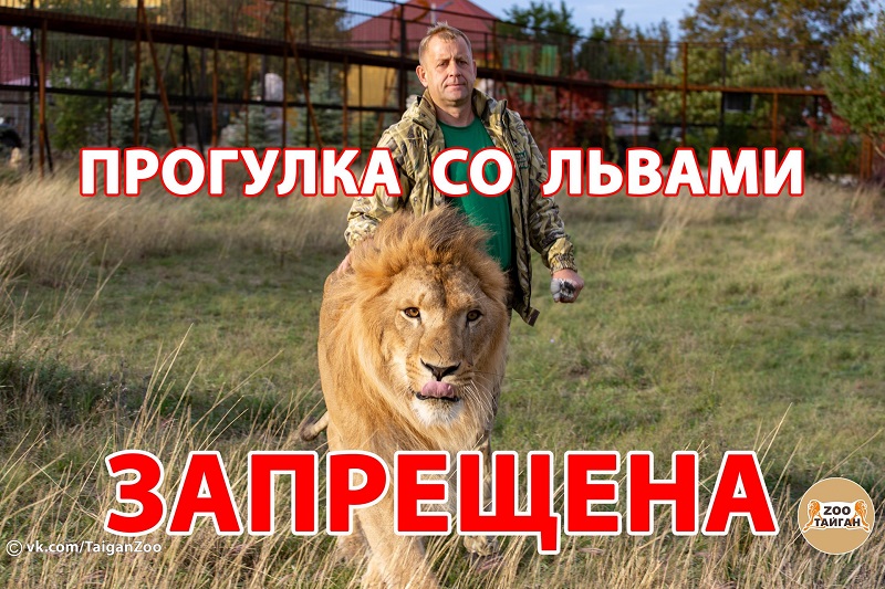 progulka lev