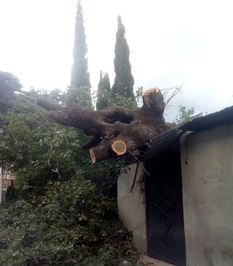 derevo nepogoda1