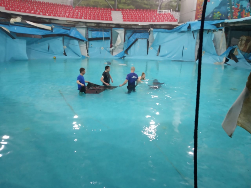 delfinariy alushta2