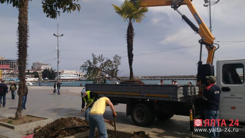 palmapalma1