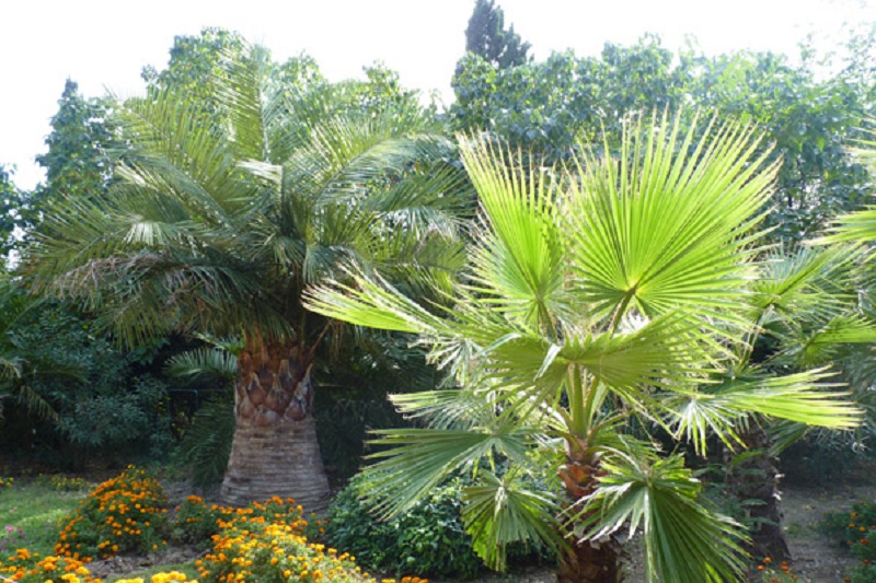 palmy nikitskogo botsada1