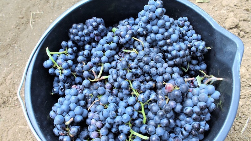 vinograd