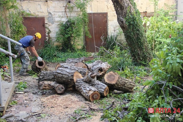Аварийное дерево в Ялте