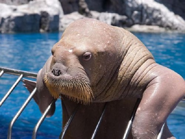Морж