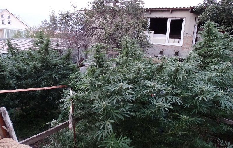 marihuana1