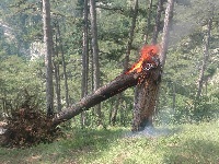 Пожар в лесу Ялты - молния попала в дерево