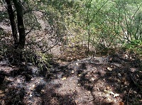 Лесной пожар в Ялте