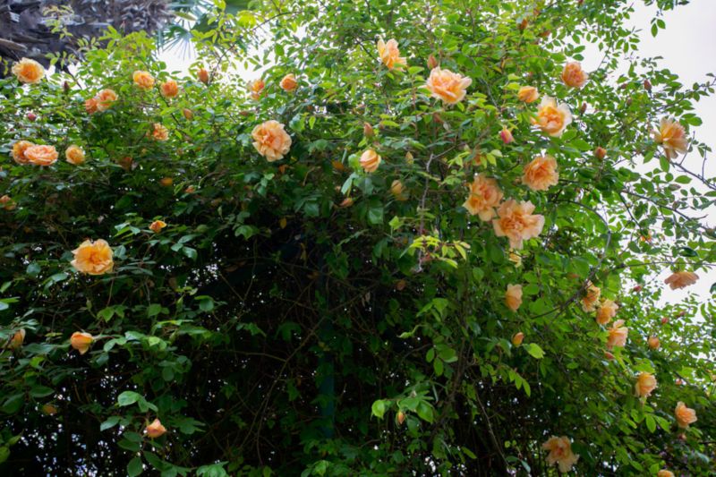 nbs3 IMG 6852
