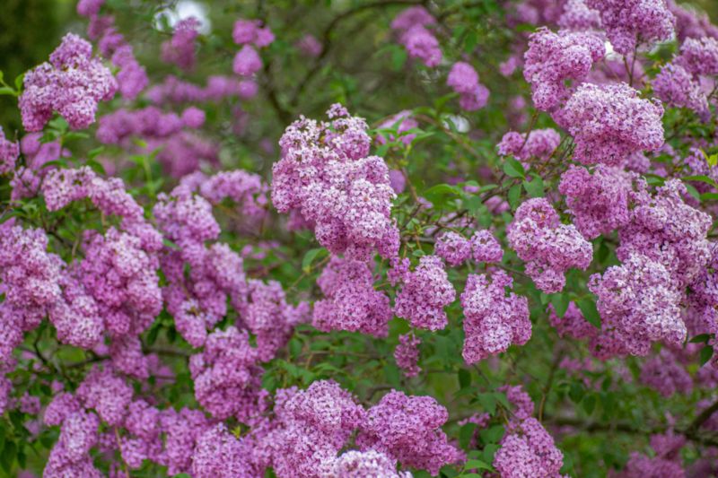 nbs4 IMG 6645