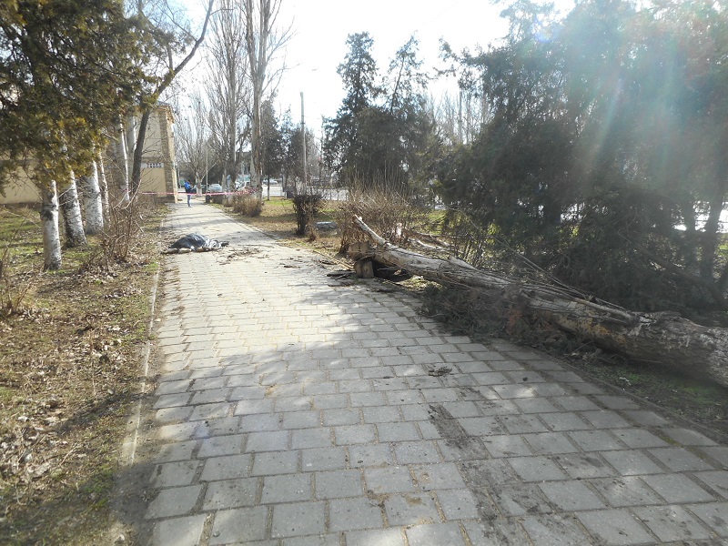 derevo kerch