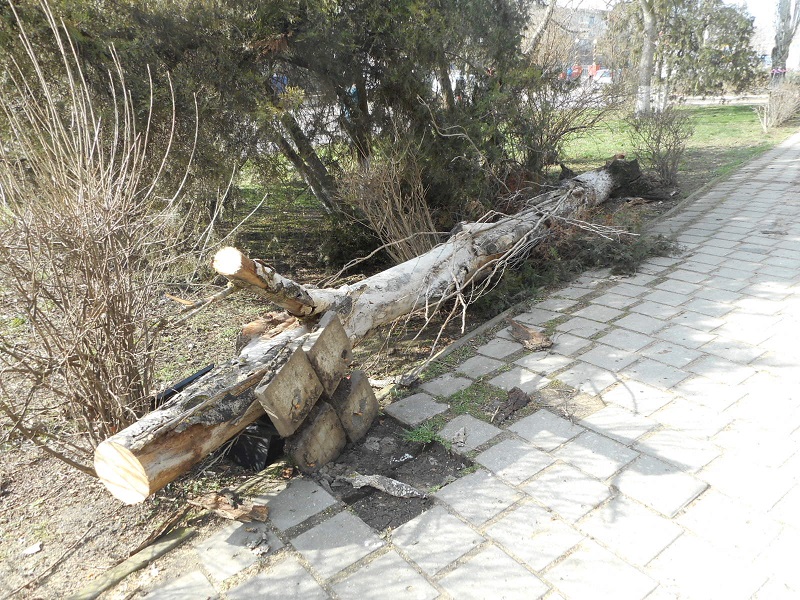 derevo kerch1