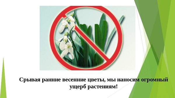 Подснежники в Ялте