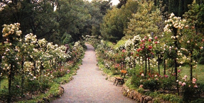 alleya roz v masandrovskom parke