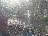 Пожар в лесу Ялты