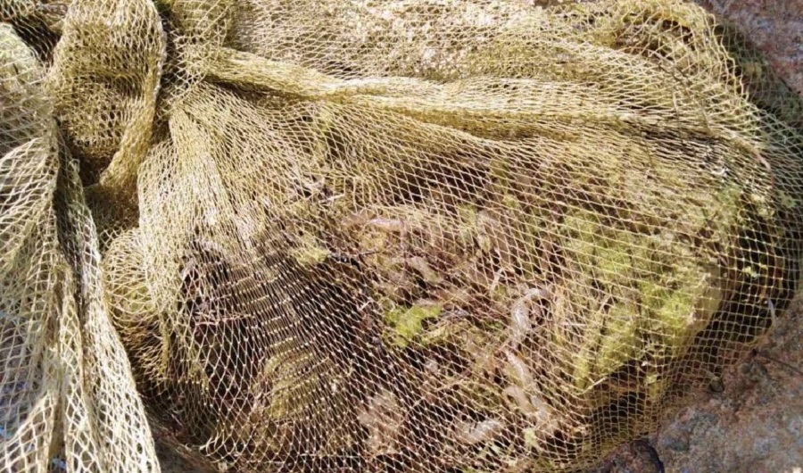 krevetka