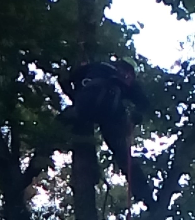 paraplanerist na dereve2
