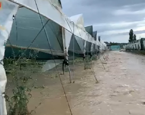 Уборочная кампания зерновых приостановлена в Крыму из-за ливней