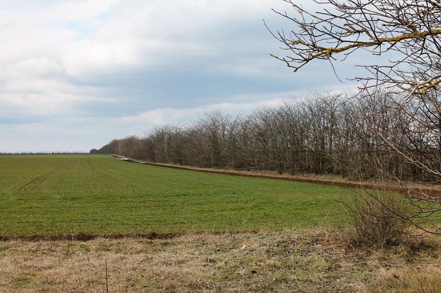lesopolosa