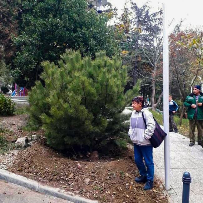 photo 2021 10 26 11 16 02 sosna копия