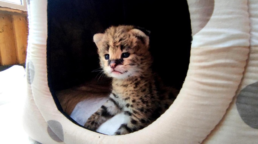 serval