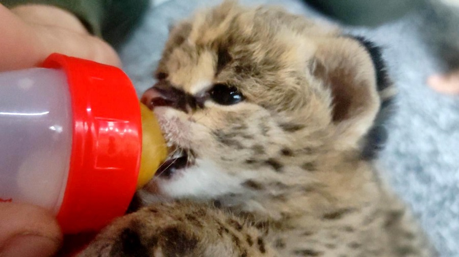 serval1