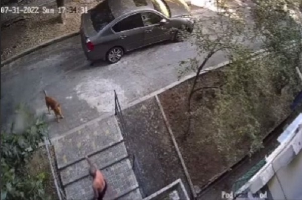 Глава Ялты озаботилась судьбой уличного рыжего пса из Массандры