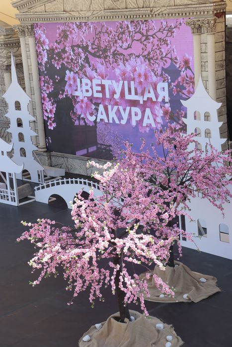 1SAKURA MRIYA11