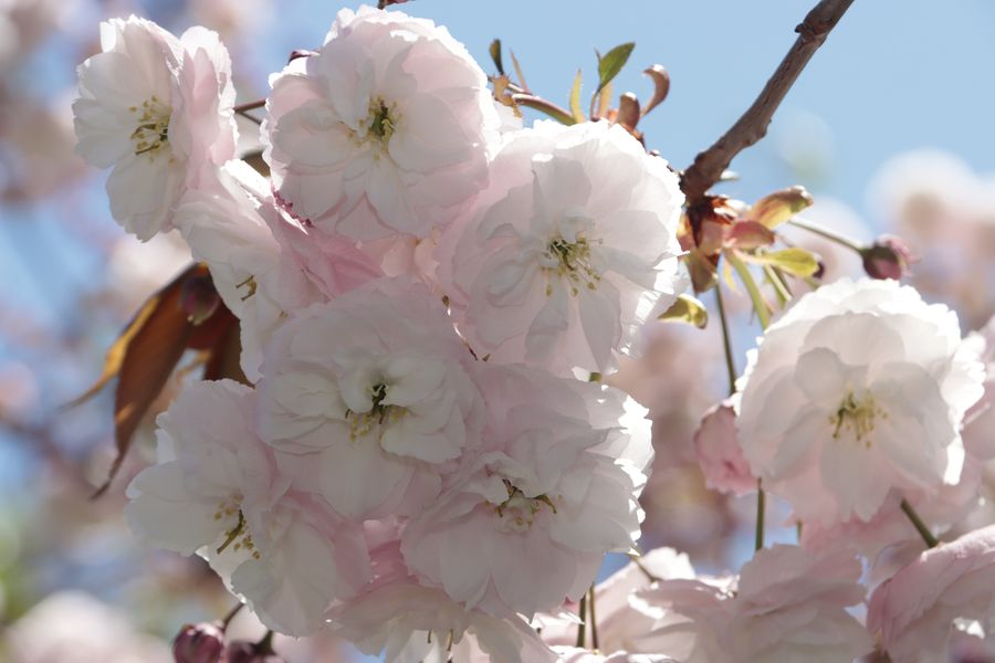 1SAKURA MRIYA23