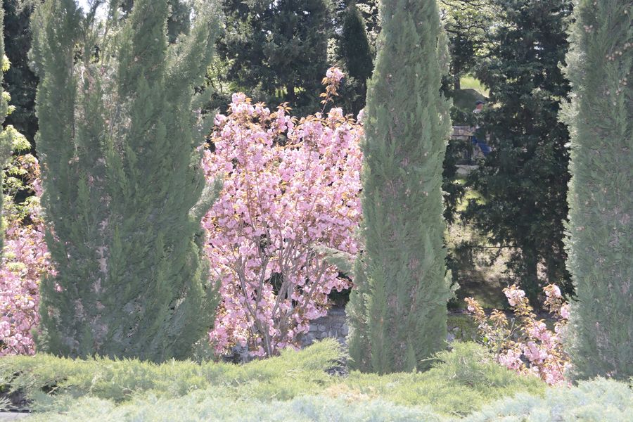 1SAKURA MRIYA5