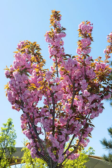 1SAKURA MRIYA6