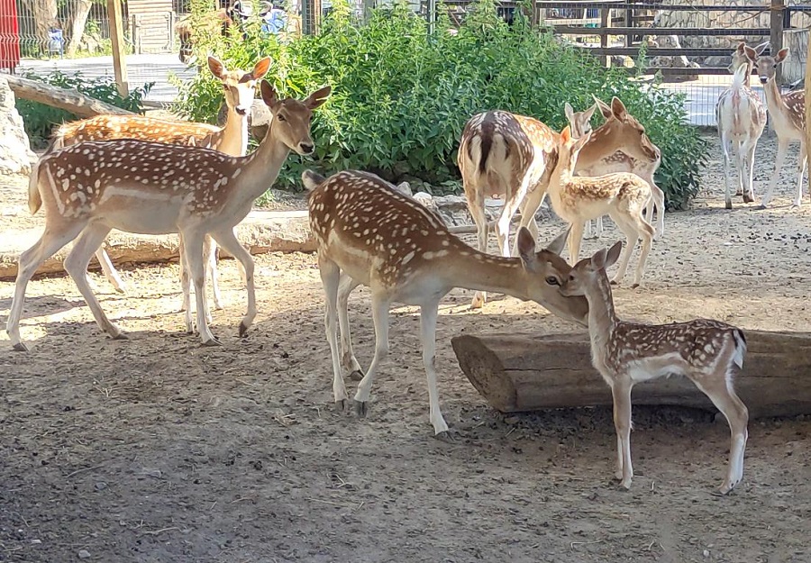 lan park miniatur