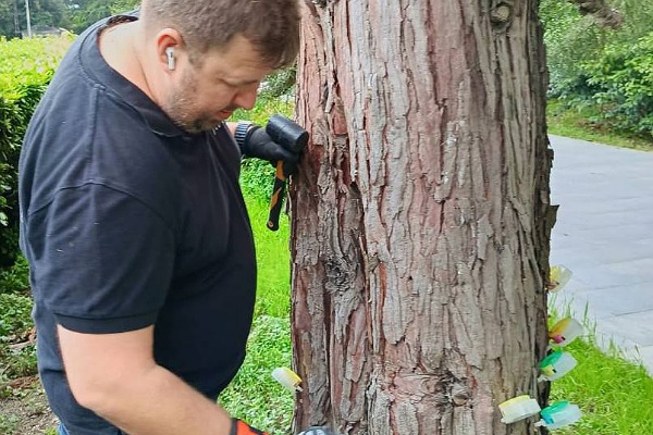 Работники Зеленстроя» Ялты сделали инъекции пяти секвойядендронам