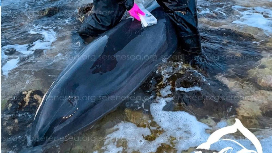 delfin