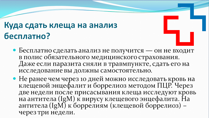 klesch6