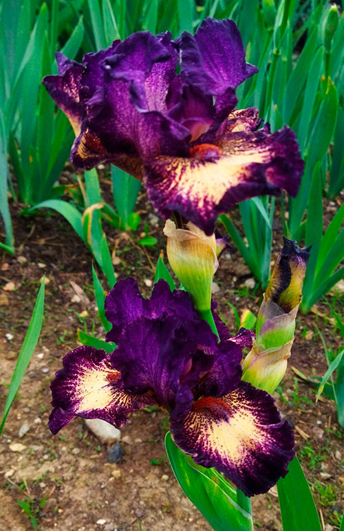 iris2