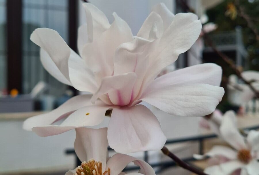 magnoliya librena 1