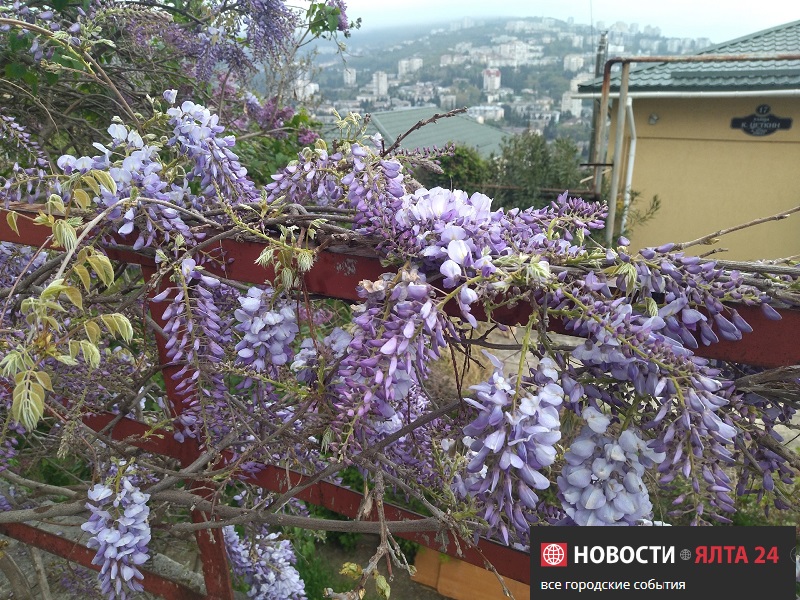 gliziniya