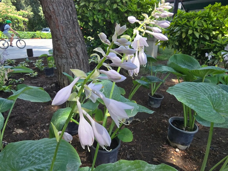 hosta