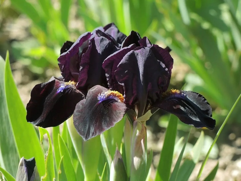 iris